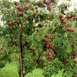 apple tree