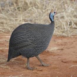 Helmeted Guineafowl