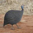 Helmeted Guineafowl