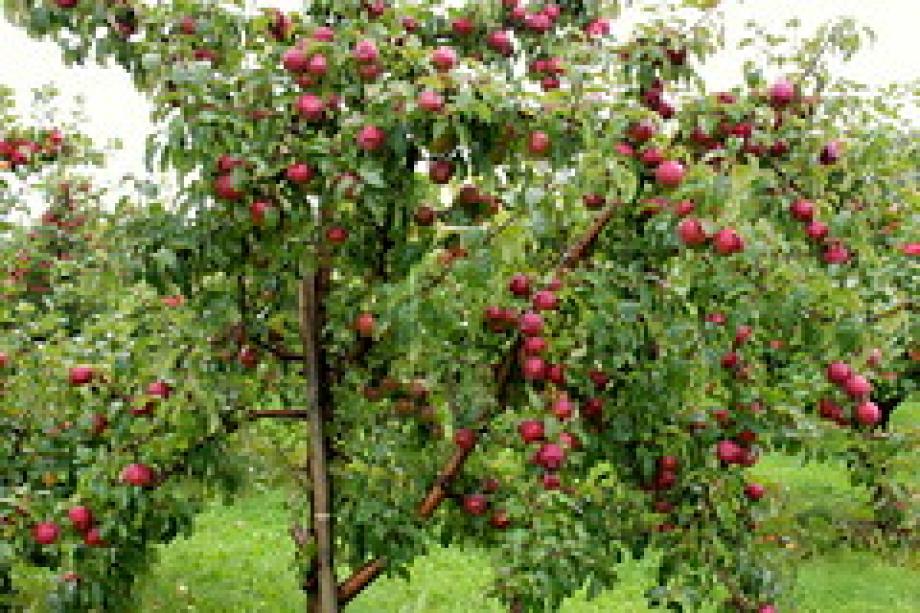 apple tree