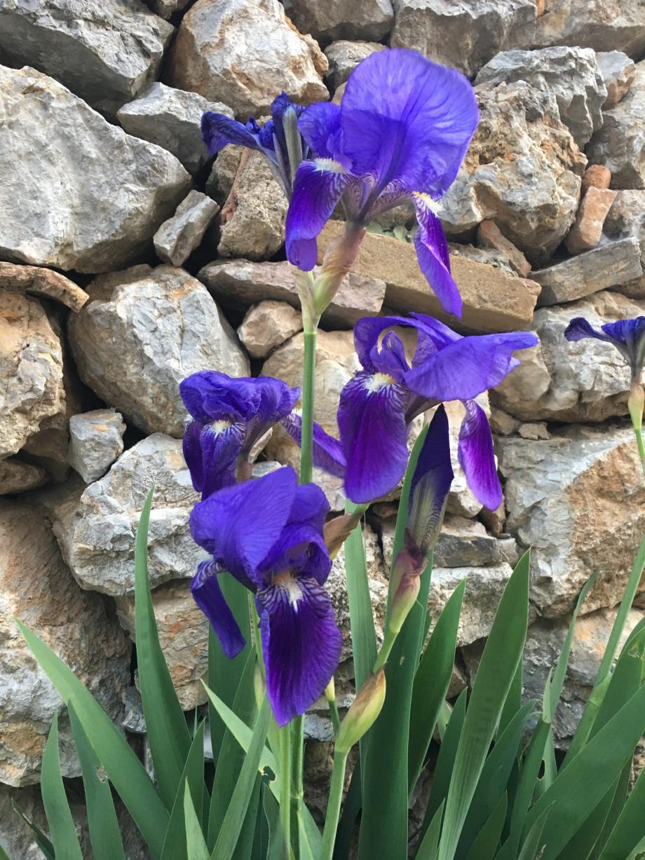 iris